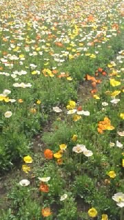 mint_chocol8's profile picture. 好きな音楽などについて時々つぶやいている個人の雑多アカウントです。洋楽・邦楽ロック、KPOPなどが主に好き（STAY/ReVeluv/ゆるっとSMペン)ですが、浴びるように新しい音楽を聴きたいです。