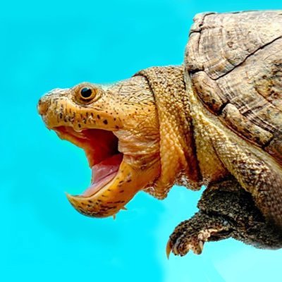 ジーベンロック動物図鑑🌎さんのプロフィール画像