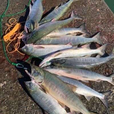 ganchan1011's profile picture. 道北で釣りを楽しんでます🎣 海の男に転職！鮭釣りにハマった男！山菜取りも楽しんでます。そば打ち初段取得！無言フォロー失礼します！#稚内 #釣り好き #野球好き #鮭釣り #鱒釣り #そば打ち #蕎麦打ち #最北そば道場