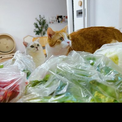 tingder1's profile picture. I have always loved cats and dogs. 🐱🐶
Started the stock industry in 2018, and in order to live a rich life, I have spent the last few years touching on U👩‍⚕️