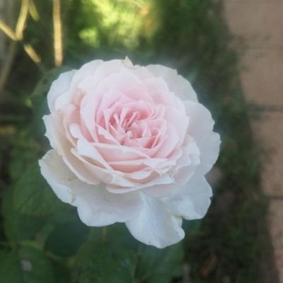 harley79368826's profile picture. 