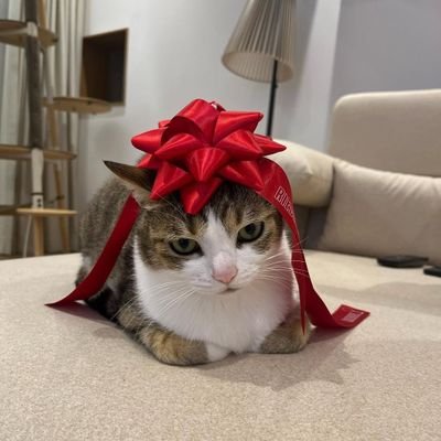 jjangscluv's profile picture. 