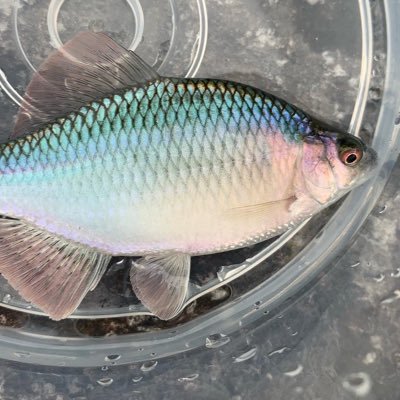 小物釣り タナゴなどを釣っています