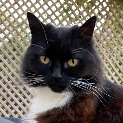 I am Queen Sox and I am the Absolute Ruler in our household. My son is Prince Squeeker and we have 4 servants; 3 hoomans and a giant furry beast who is barky.