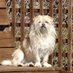 Paws2Live (@paws2live) Twitter profile photo Paws2Live (@paws2live) Twitter profile photo