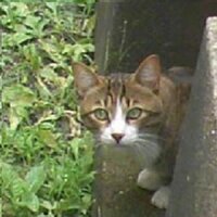 chameleon (@c_dominance1981) 's Twitter Profile