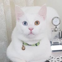 Devran (@devran16276852) 's Twitter Profile