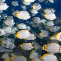 St Helena MPA (@sthelenampa) 's Twitter Profile