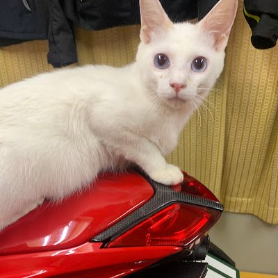 yuji86170617's profile picture. F4RRと1199パニガーレでサーキット走行会を楽しんでます。カスタムも大好き 保護猫９匹😺 アリゲーターガー アロワナ 淡水エイ等🐠 大型熱帯魚と同居