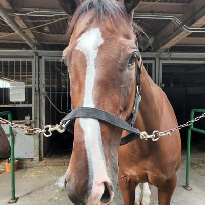 horseloveFGO Profile Picture