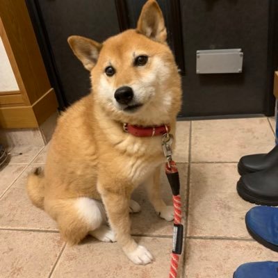 Lum_Siba_3388's profile picture. 主にジオラマ作品を作っています。 人物等のフィギュアも好きですが、目の調子が良くなく、右目しか見えない状態で頑張ってます。細かな作業が辛くなっている北海道のおじさんです。よろしくお願いします。