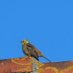 Pardalviler (@pardalviler) Twitter profile photo Pardalviler (@pardalviler) Twitter profile photo