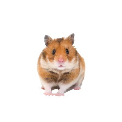 🎡🎢さんのプロフィール画像
