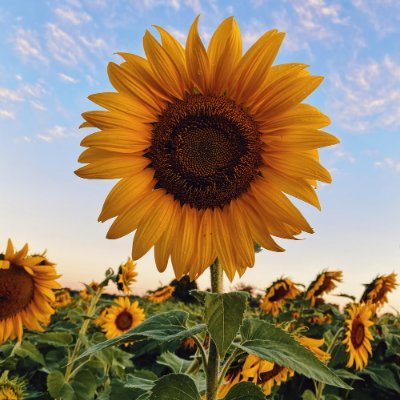 SUNFLOWER 🌻 Profile