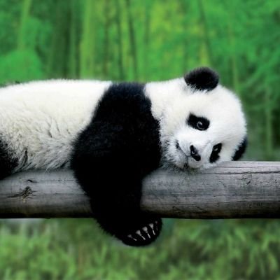 🌟🐼Kill racism!
I am black. I am white. I am Asian! I belong to the world! Following Panda Chubby will be lucky and happy!🐱🐶🌟💖