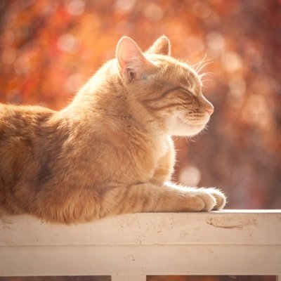 考古学、特に中東に関心があります。趣味は聖書研究。精神世界、幾何学、象徴は勉強中。リツイート多め。読んだ本の気になった内容はメモ📝