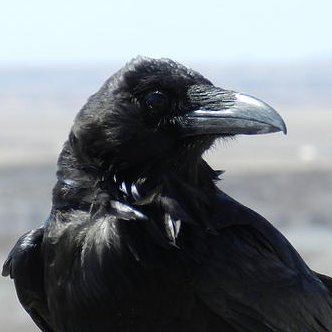 it’s a raven, big pic -Mesa Verde, HTX Astros Fan! : fishing, coffee, UH Cougars, pizza, beer, good tequila, Mountains & Oceans, decency & a Free Ukraine.