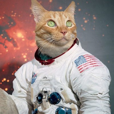 StrangeQuarkCat Profile Picture