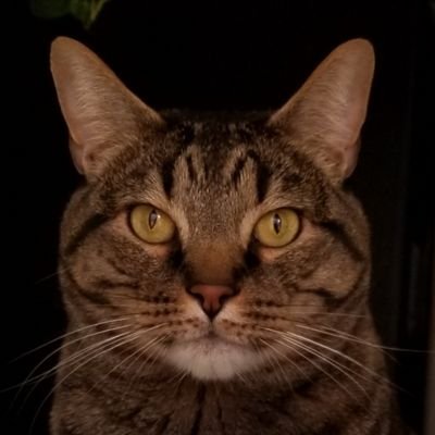 CallSignWhisker Profile Picture