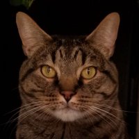 Sunshine, MPH π³οΈβππππ¬β£ (@callsignwhisker) 's Twitter Profile