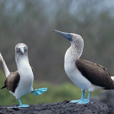 Hifichocolates's profile picture. cannabis enthusiast and chocolate.