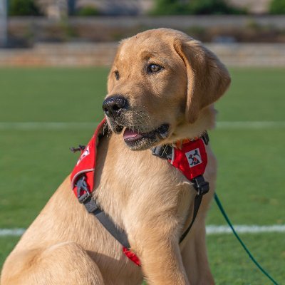 The official service dog in training for @VirginiaSports

Training with @ServiceDogsVA.