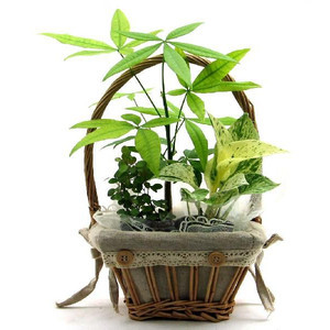 generalplants's profile picture. （株）ゼネラルプランツ、サブスタッフの片手間アカウントです。主に当店のCMツイートをいたします！観葉植物～～