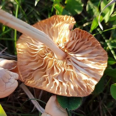 I've always been interested in wild mushrooms and fungi so it's time to start learning and to share some photos with you guys.