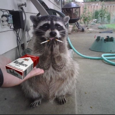 thesmokingrdog Profile Picture