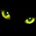 Cambridge Cat (@zydecocatuk) Twitter profile photo