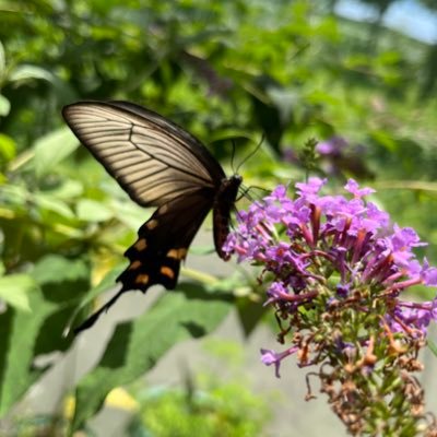 revo710655184's profile picture. めざせ社内プチデータサイエンティスト! Python ✖︎ 統計学を勉強している美容系サラリーマンです。今はVBAも勉強中。 次は、Python3エンジニア認定試験、G検定の取得を目指します。2023年4月:統計検定2級合格