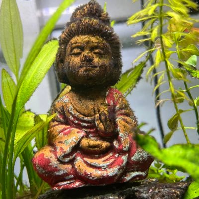 aditya14342's profile picture. 