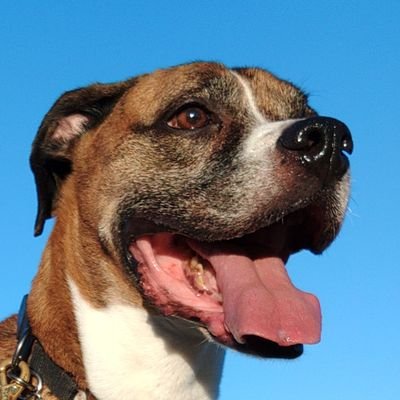 Baru1030's profile picture. 愛犬バル🐶との日々🐾 /仕事中👷休憩時/淺乃家/バル企画/🥢食事系🍴/珈琲☕/お酒🍶/出先🚙🚃の色々/思い感じたことを呟きます😊宜しくお願いします🙇/🤔…？は🚫ブロック🖐️致します。