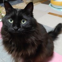 まおちゃん (@maochankuroneko) 's Twitter Profile Photo まおちゃん (@maochankuroneko) 's Twitter Profile Photo