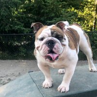 Noob Noob! (@noobnoobbulldog) 's Twitter Profile