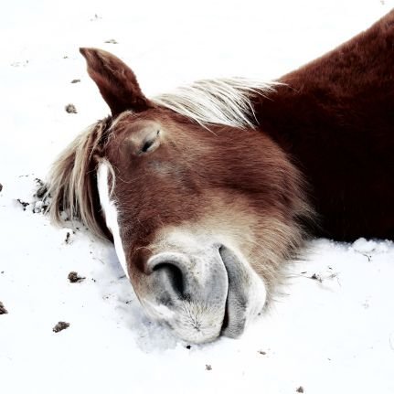 逍遙ついでに写真を撮ります。
ババァのくせにカメラ小僧。
相互フォロワー様に限り、ポートレートを撮り〼。イベント参加予定は固定ツイをご確認下さいませ。
【常設❨棚主❩】
ネオ書房＠ワンダー神保町店
【通販】
https://t.co/97F23zGyCZ
ヘッダー写真@SEIJIoono8