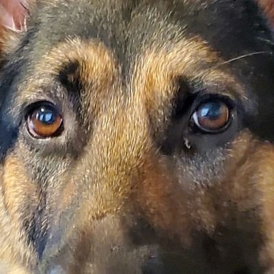 BacktheblueP's profile picture. No BS Awesome MAGA Dad, #GodIsGreat, #BackTheBlue, Aequitas Veritas,  No DMs🇺🇲