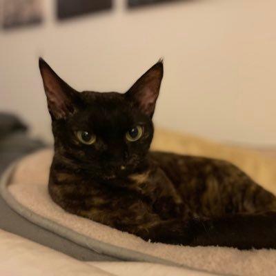 QueerBirthTO's profile picture. views are my own #QueerMidwife #FullSpectumMidwifery #ReproductiveJustice #FullSpectrumDoula