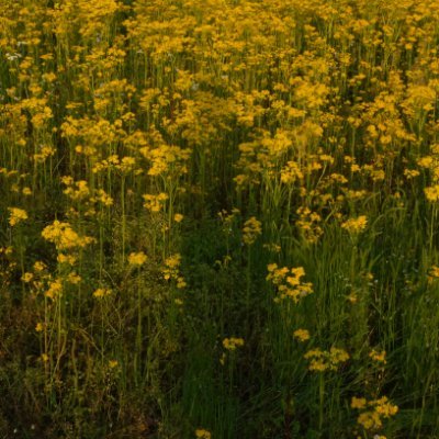 » ⌘ « minor, she/they » ⌘ « header photo and pfp taken by me :)