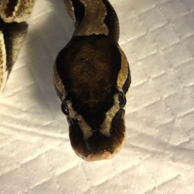 momo11mykin's profile picture. ヘビ大好き、爬虫類大好き、ボールパイソン、ブラッドパイソン、コーンスネークなどを飼育しています。無言フォロー歓迎！ 無言フォロー失礼します。