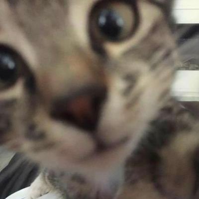 19940428_com's profile picture. cheering for #Bitcoin