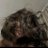 haven146's profile image