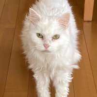 猫の下僕(@BuBonp) 's Twitter Profile Photo