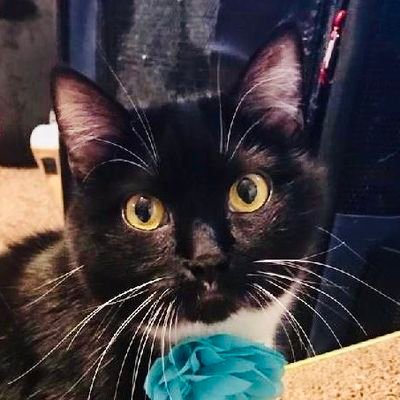 My name is Flower!Someone stepped on me,crushed my pelvis & dumped me on the road with 4 siblings. We were rescued! Now,I live with 8 more rescued cats & 2 dogs