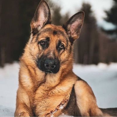 Hi, I am German Shepherd.I'm a pleased German Shepherd Lover. If you are follow me for German Shepherd photos & videos