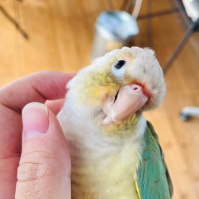 edamame0u0_'s profile picture. 