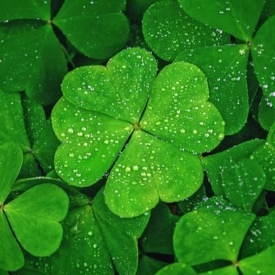 🍀lucky🍀