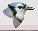 FeederWatch Canadaさんのプロフィール画像