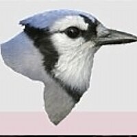 FeederWatch Canada(@PFWCanada) 's Twitter Profile Photo