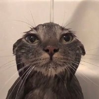 Mekatex (@mekatex_) 's Twitter Profile Photo